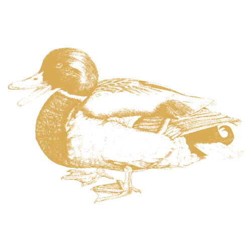 Free-run British Country Duck