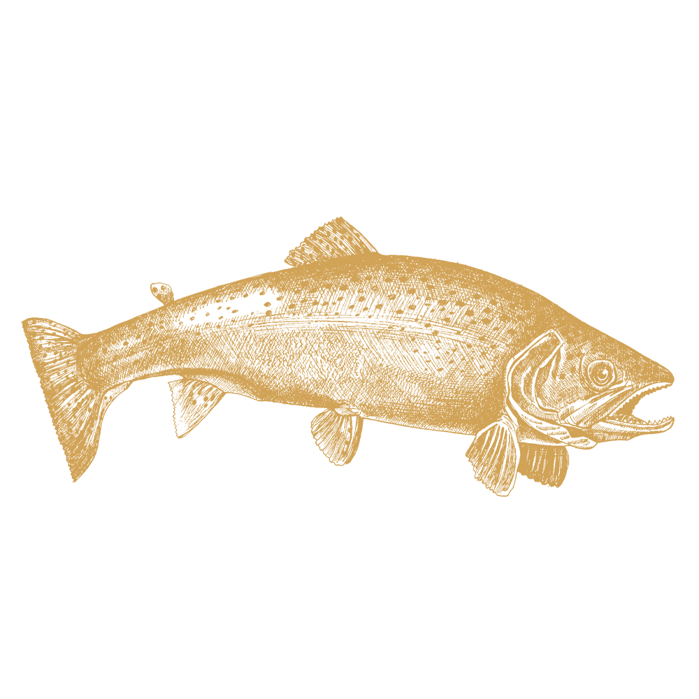 Wild Trout