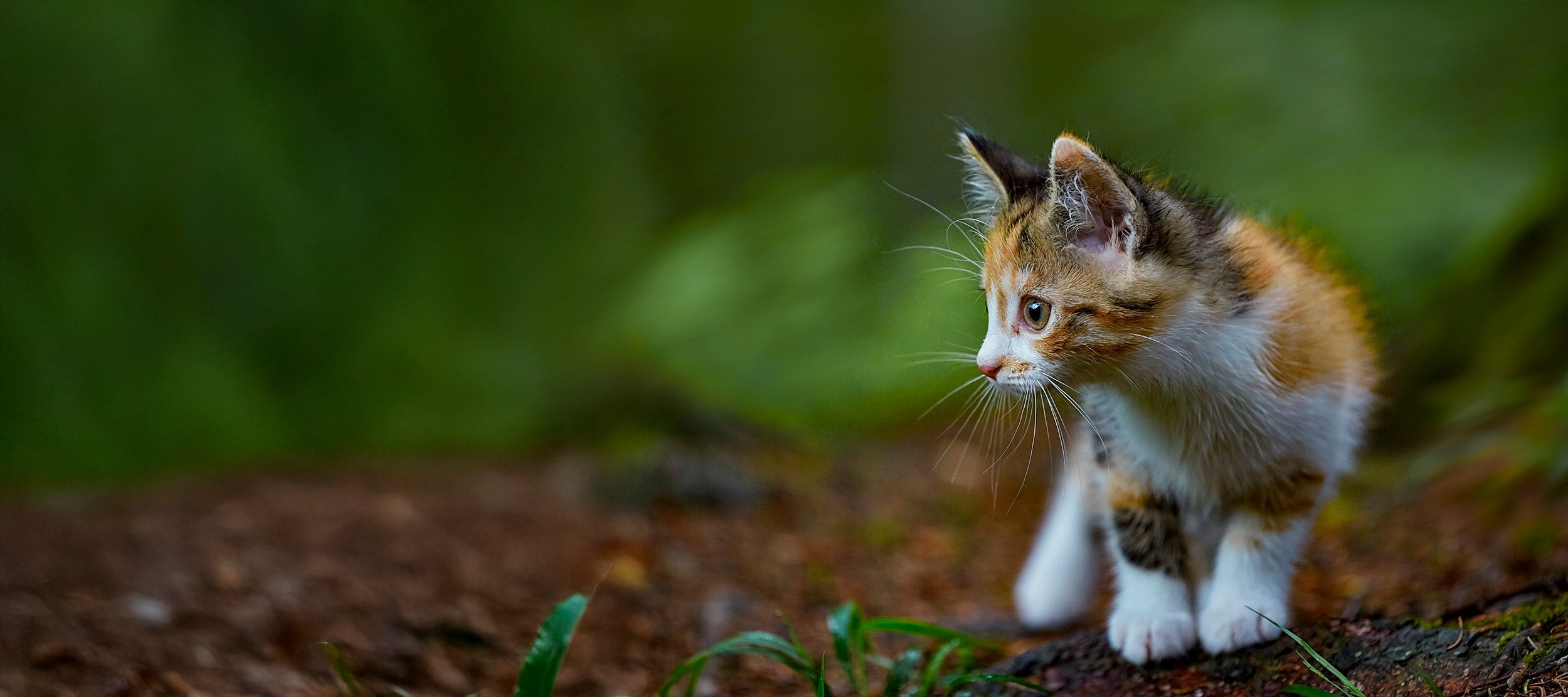 Kitten Love package
