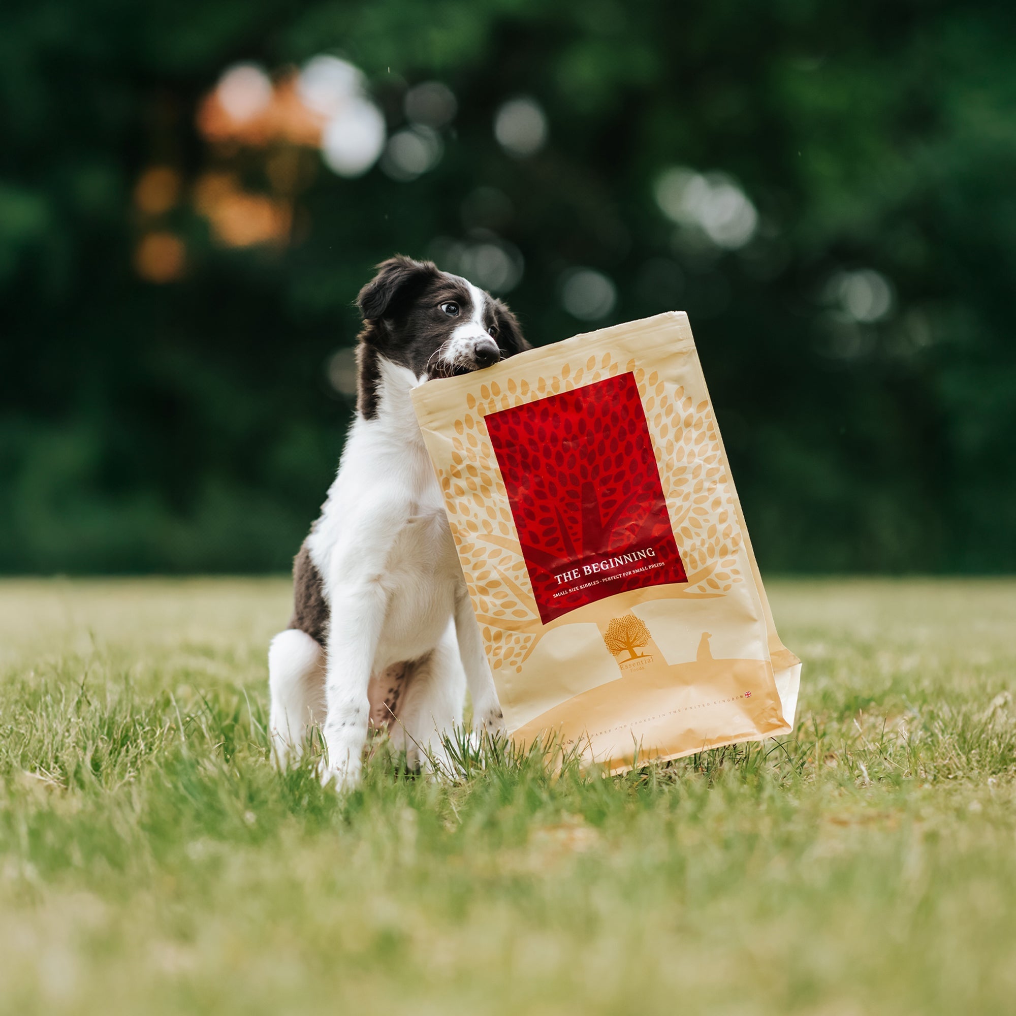 OUR FINEST BEGINNING SMALL BREED, 2.5KG