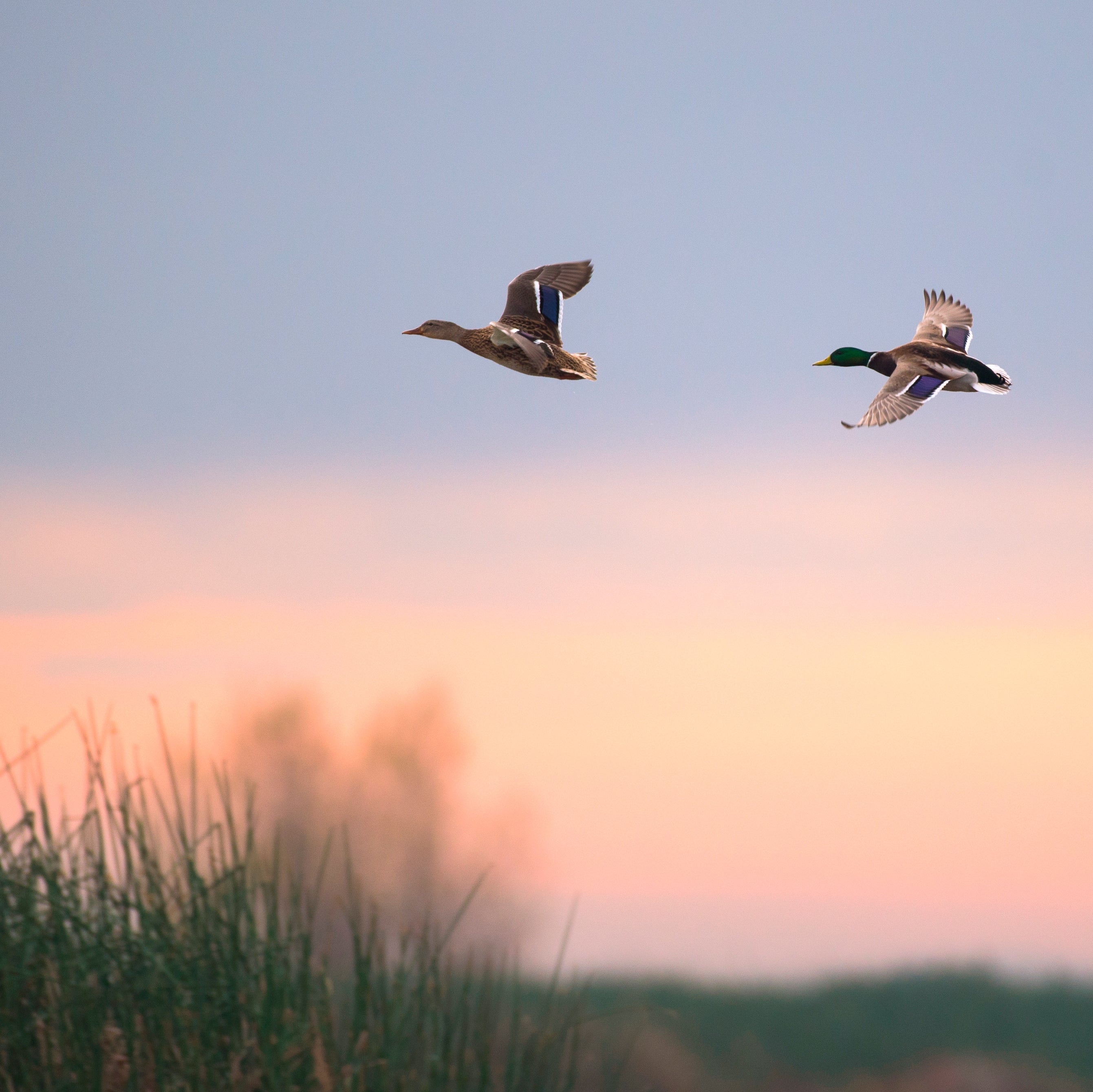 SUPERIOR LIVING, 10KG