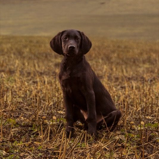 THE BEGINNING LARGE BREED, 10KG