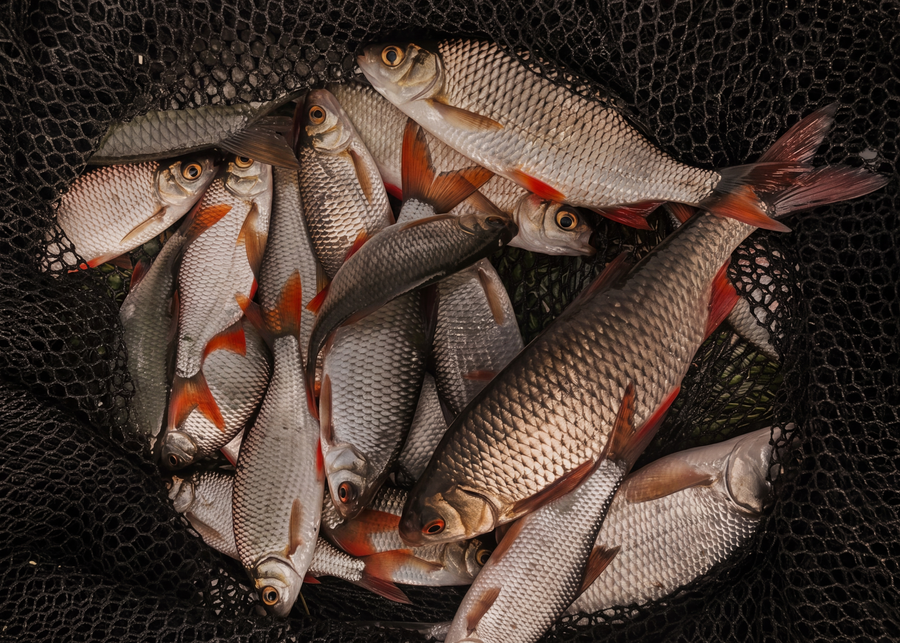 Sesongens fisk