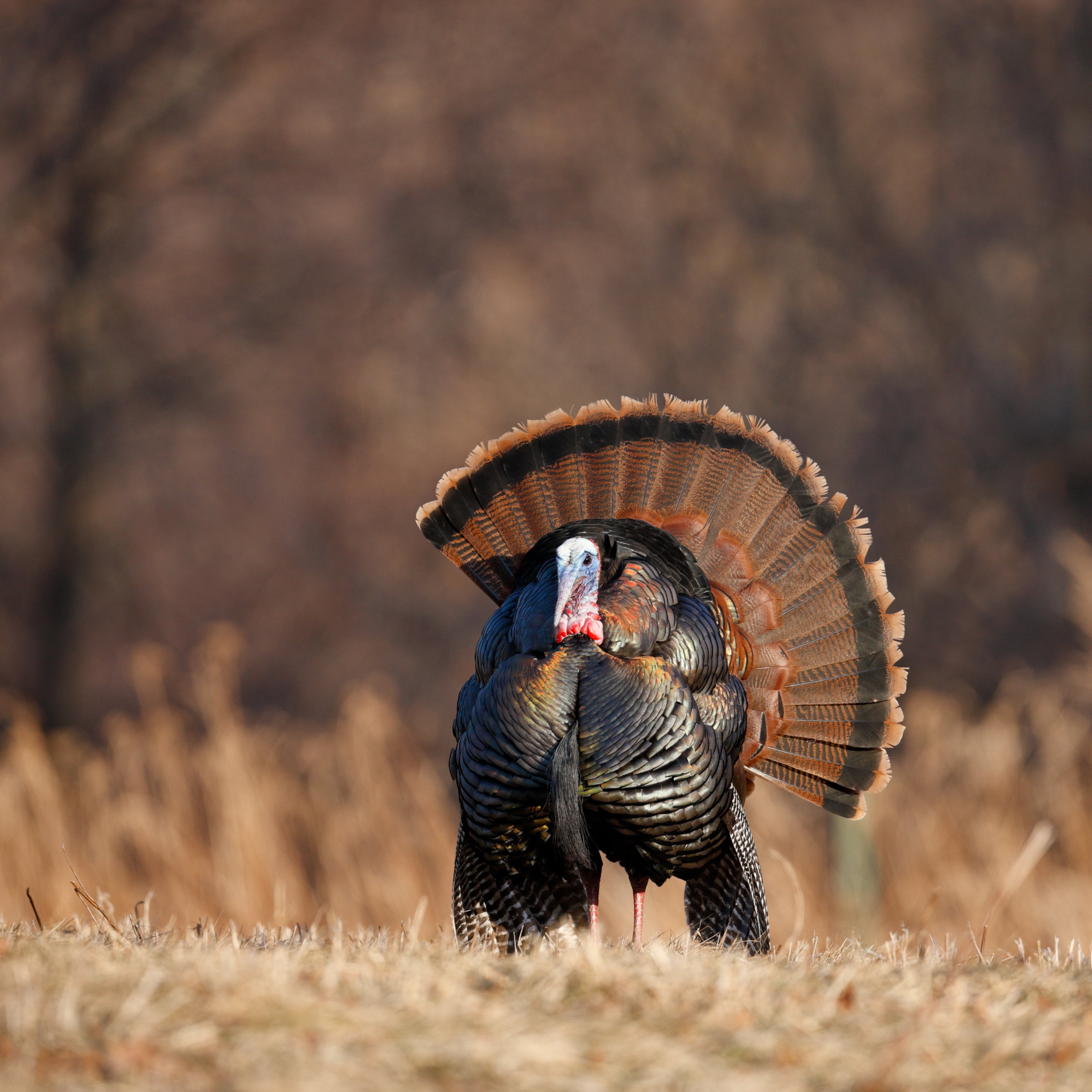 HIGHLAND LIVING, 10KG