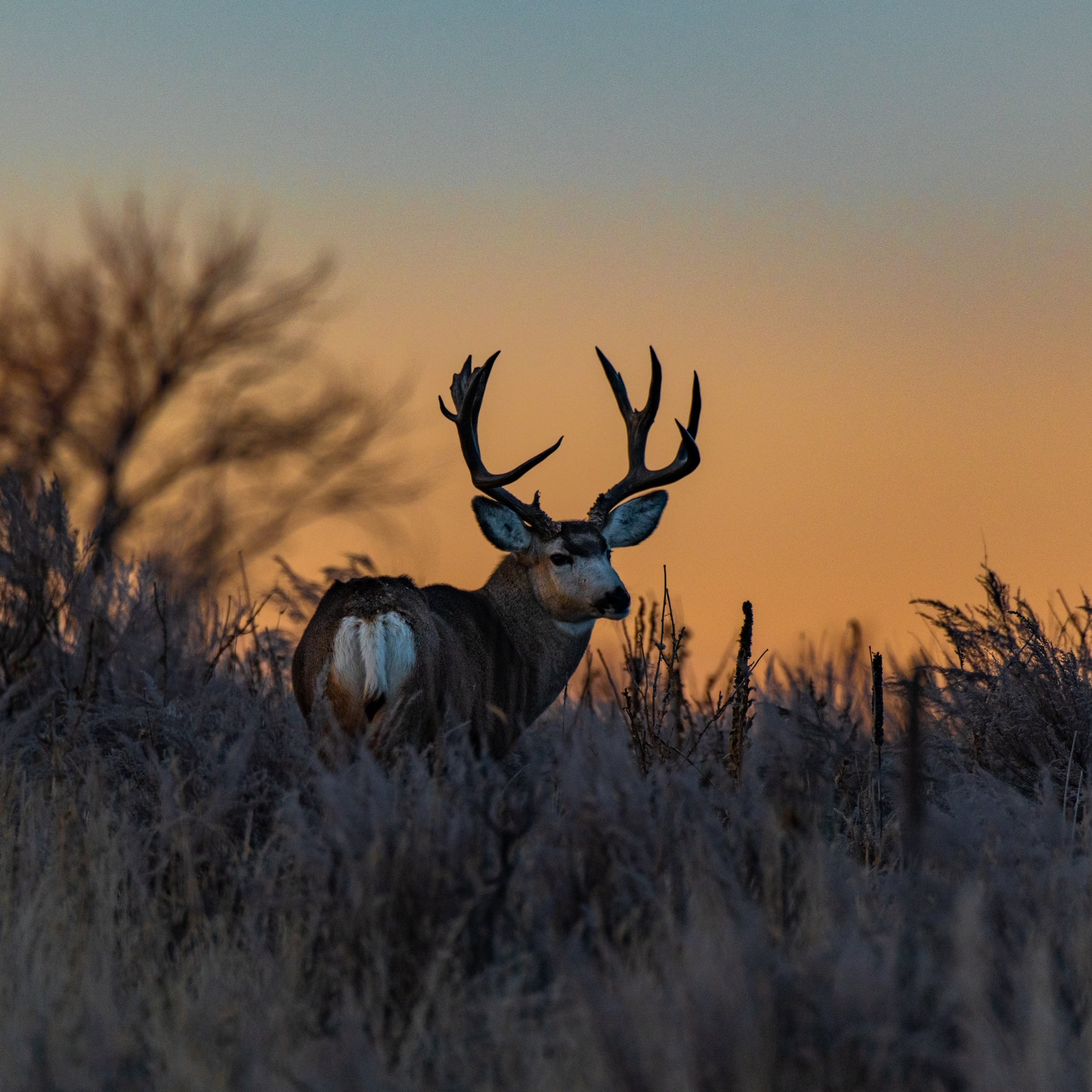 OUR FINEST ESTATE LIVING, 10KG