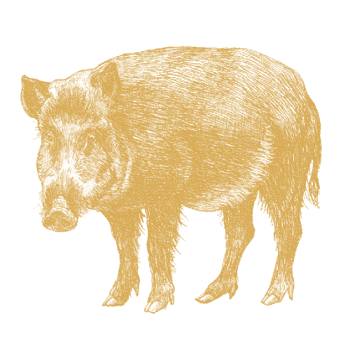 Wild boar